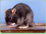 rat control Bayswater
