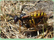 wasp control Bayswater