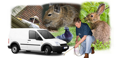 Bayswater local van